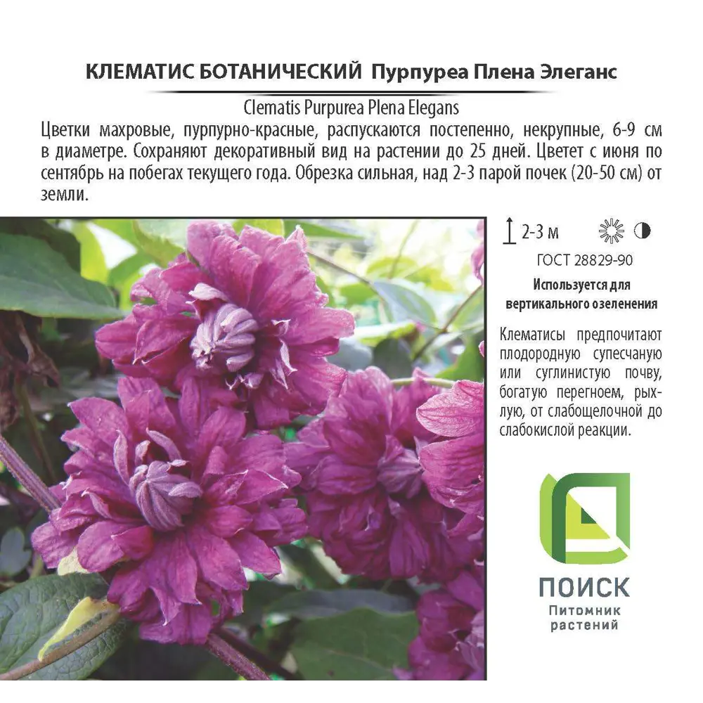Клематис ботанический Пурпуреа Плена Элеганс контейнер 2 л 81968634 STLM-2115159 Santreyd  - Вид №1