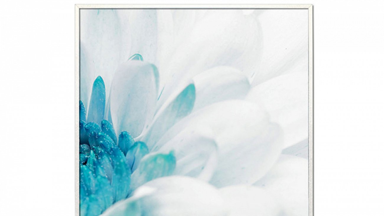 Постер прямоугольный на художественной бумаге 80х60 см "Красивая хризантема-1" EVENHOME ДИЗАЙНЕРСКИЕ 00-3878786 Белый;голубой  - Вид №1