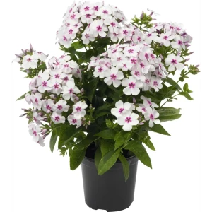 Флокс ø17 h35 см 83248269 STLM-2026984