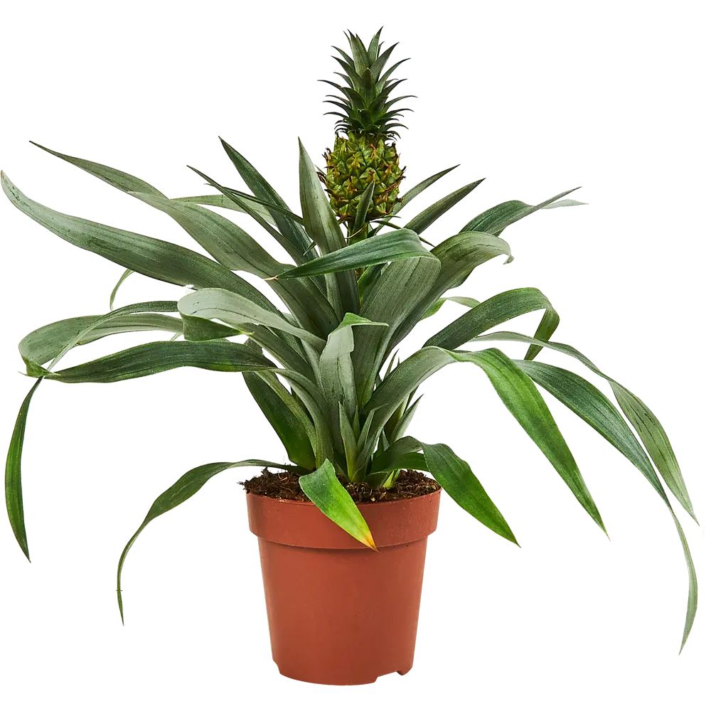 Santreyd Ананас комнатный - экзотическое украшение интерьера 89348852 STLM-1380931