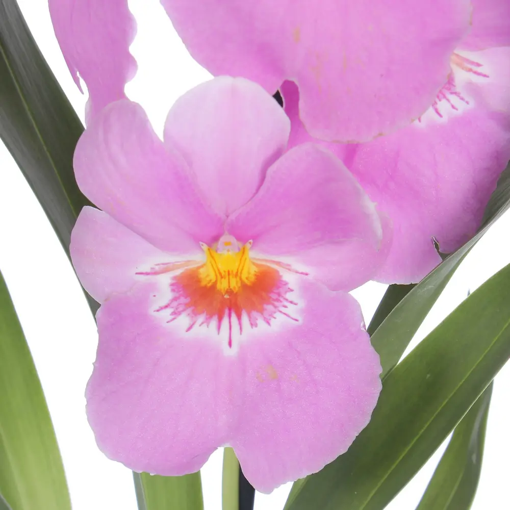 Santreyd Орхидея Мильтония - нежные цветы-бабочки для интерьера 82046465 STLM-0018333 - Вид №1