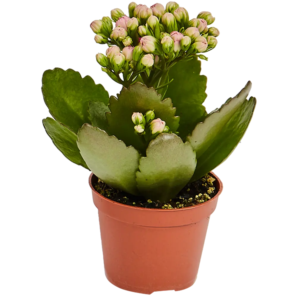 Santreyd Каланхоэ мини микс - цветущий суккулент для дома 82579806 STLM-0030534 - Вид №2