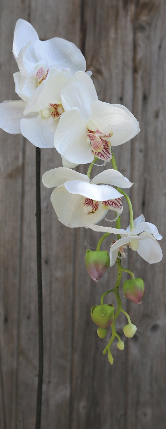 2398 778 a2 Искусственная орхидея Phalaenopsis, 92 см, real touch, бежево-белая H-andreas  - Вид №2