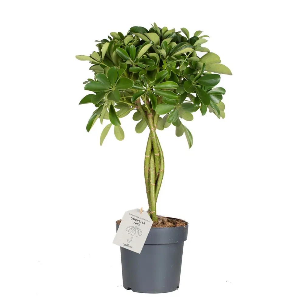 Шеффлера Нора от Santreyd — декоративное дерево с плетеным стволом 87819628 STLM-0965908