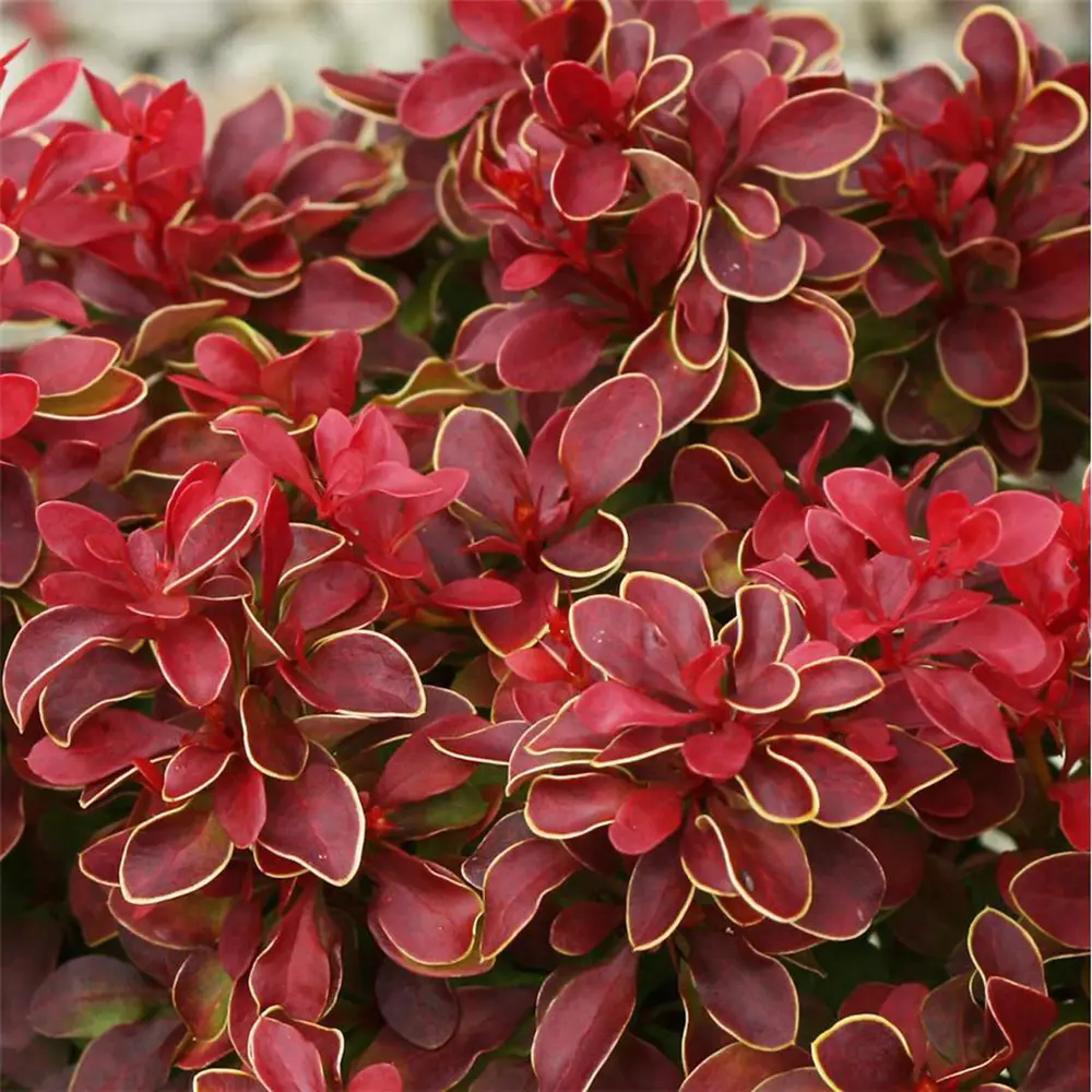 Барбарис Тунберга Адмирейшн Santreyd - декоративный кустарник для живой изгороди 87811868