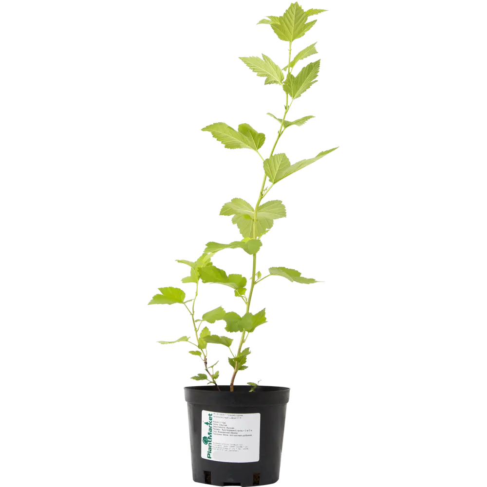 Пузыреплодник калинолистный «Лютеус» C1.5 82174050 STLM-2198331 PLANTMARKET  - Вид №2