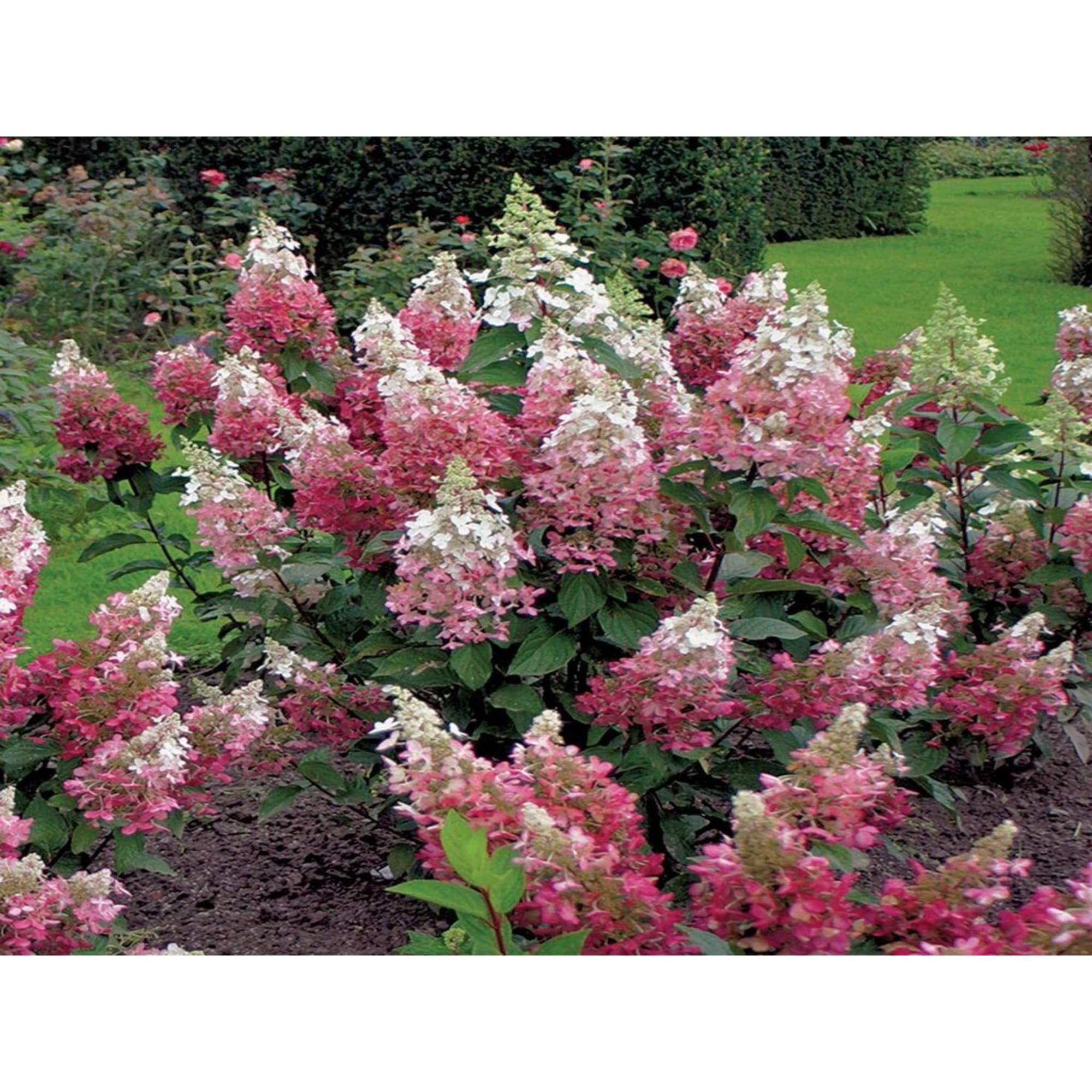 83539225 Гортензия метельчатая Пинки Винки 9x30 см Santreyd  - Вид №3