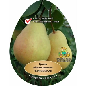 Груша Чижовская h220 см 83788009 STLM-2115381