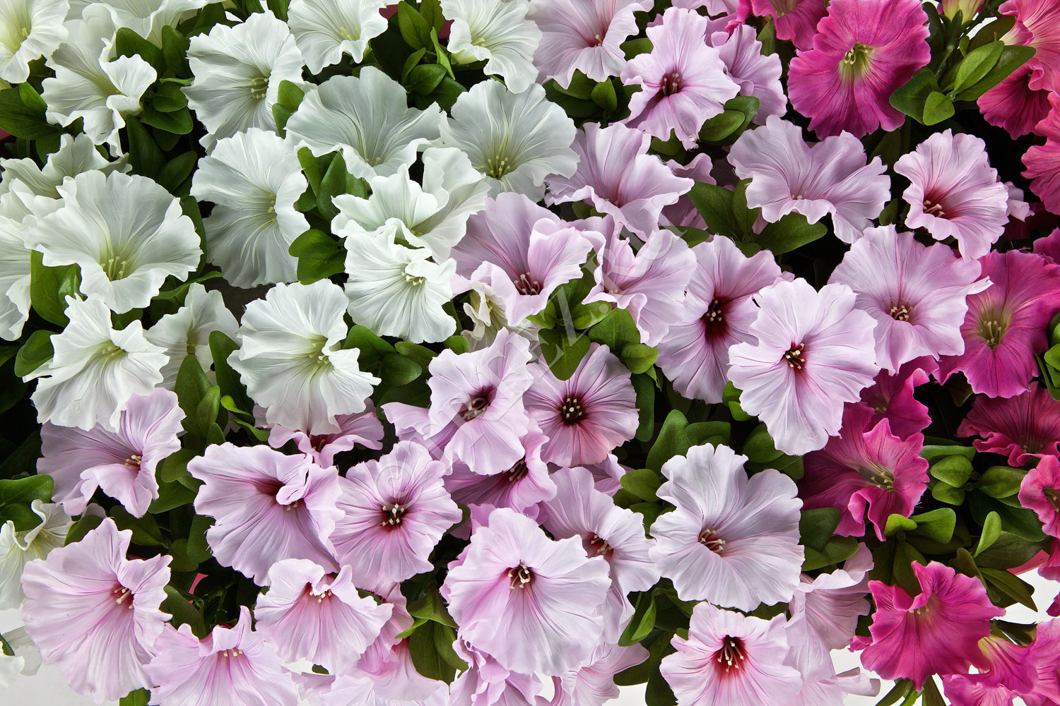 20.1086W/PU Петуния куст бледно-сиреневый Цветочная коллекция  - Вид №2