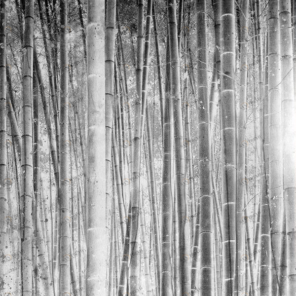 Арт-панель на холсте Alex Turco Organic Bamboo Forest In Silver BAMBOOFORESTINSILVER