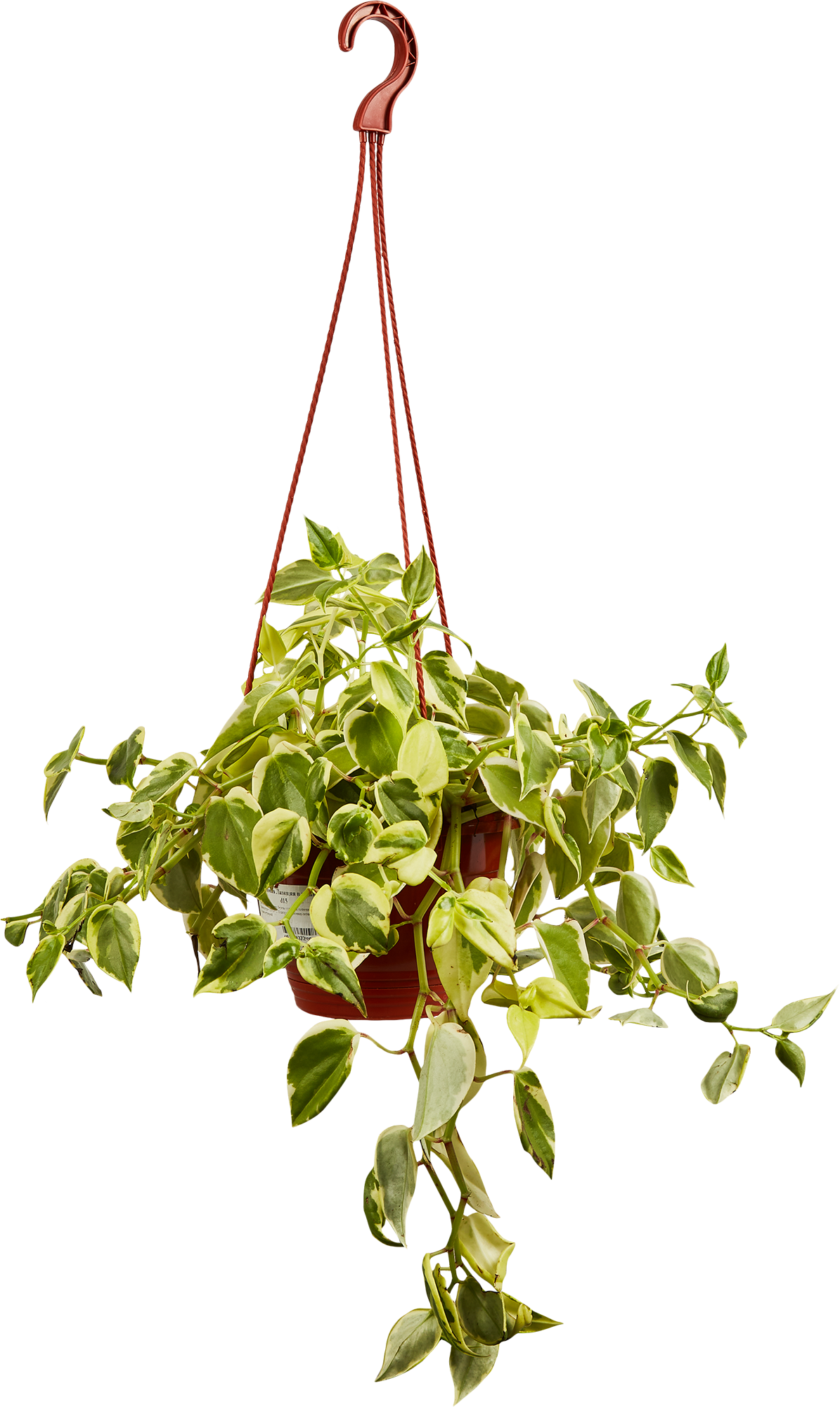 Пеперомия Лазящая - декоративное комнатное растение для озеленения интерьера 85535967 Santreyd STLM-0063573