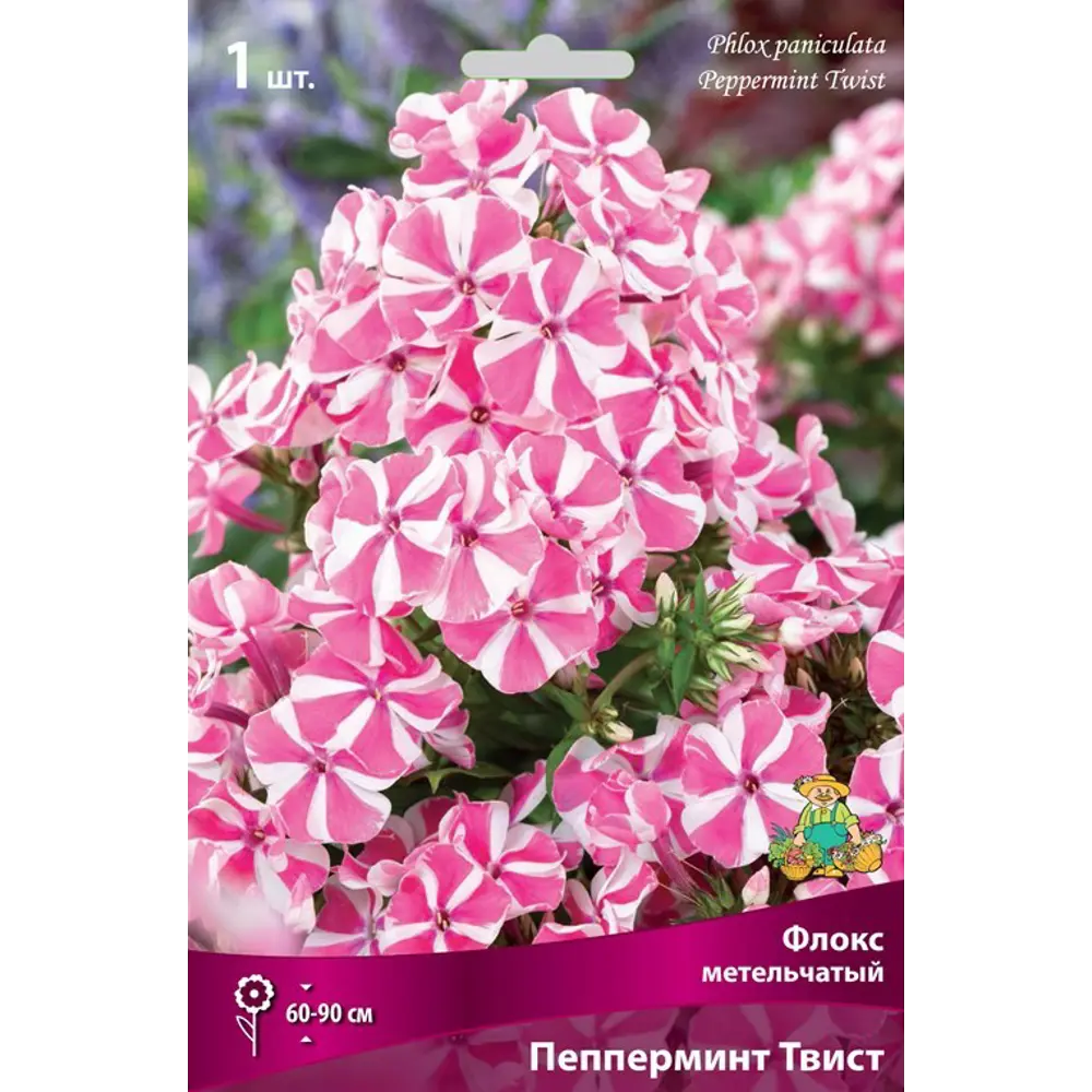 Флокс метельчатый Пепперминт Твист луковица I 83600083 STLM-2055596 Santreyd 