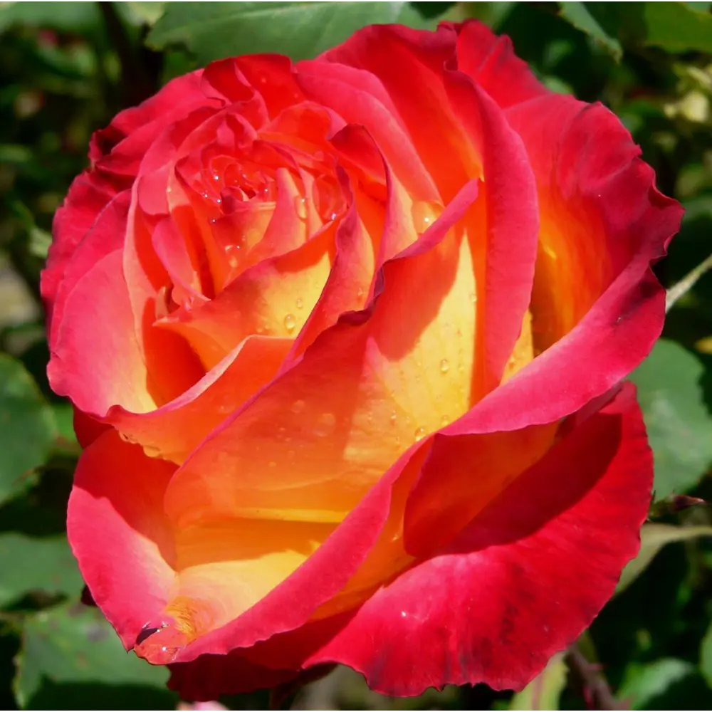 Роза флорибунда «Сунита» 19x55 см 82625110 STLM-2036724 PLANTMARKET  - Вид №2