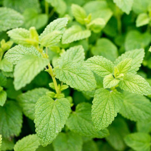 85326941 Мята Лемон ø15 h20 см