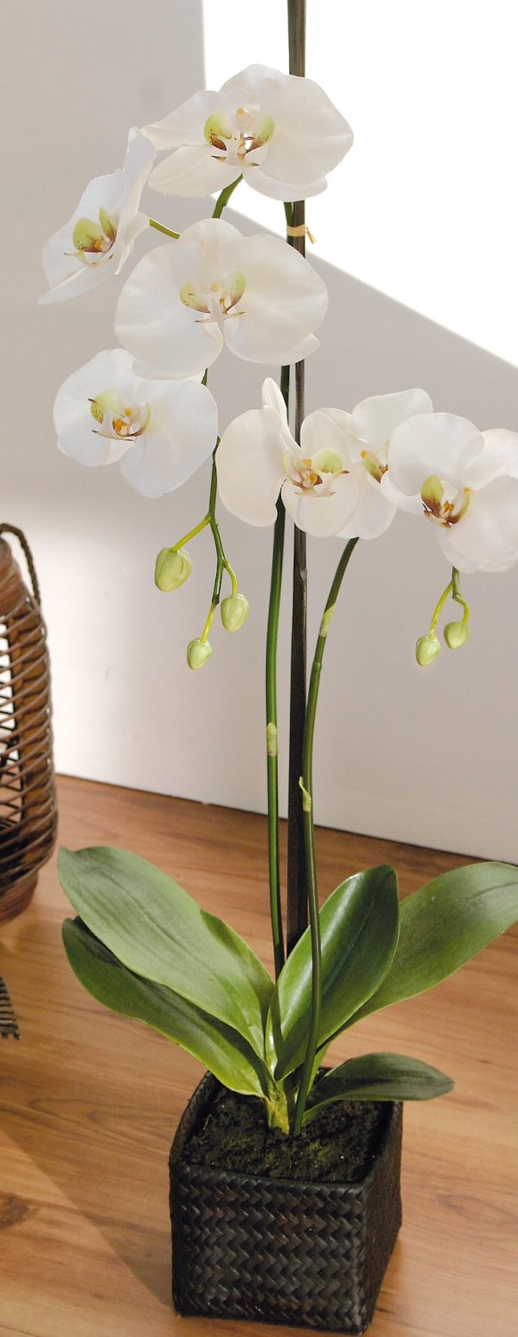 2506 778 a3 Пластиковая орхидея Phalaenopsis, 2-х кратная, горшечная, 80 см, real touch, бежево-белая H-andreas  - Вид №4