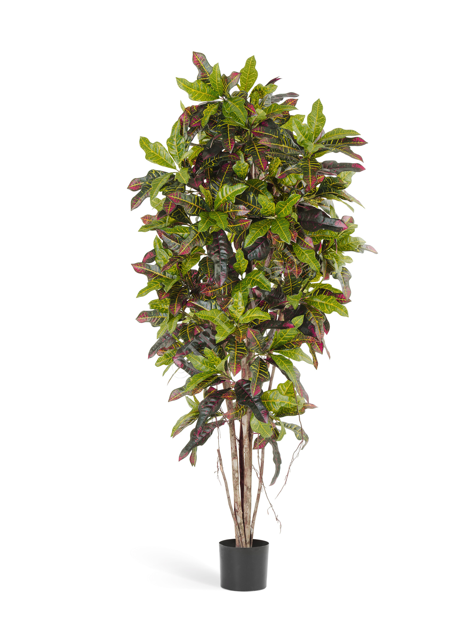 10.37604N Кротон Цветочная коллекция  - Вид №1