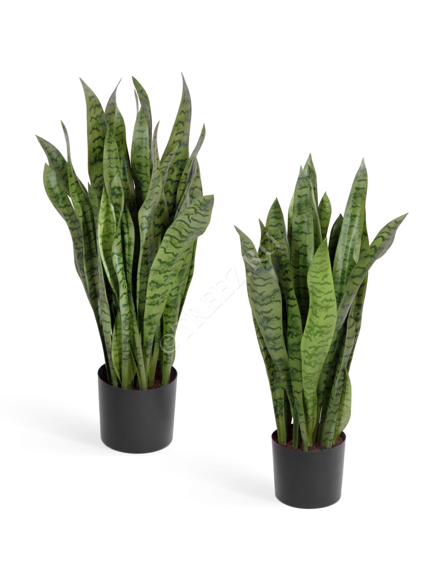 20.6282N Сансевиерия куст зелёный Цветочная коллекция 