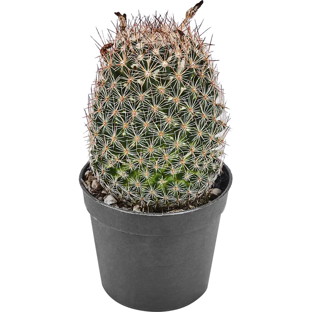 Santreyd Кактус микс - вечнозеленый суккулент для интерьера 82894896 STLM-0037676 - Вид №3