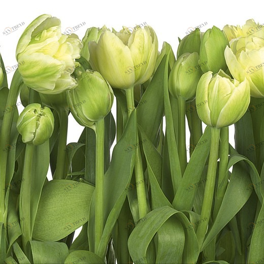 8-900-Tulips Фотообои Komar Imagine Edition 2 254х368 м 8900TULIPS