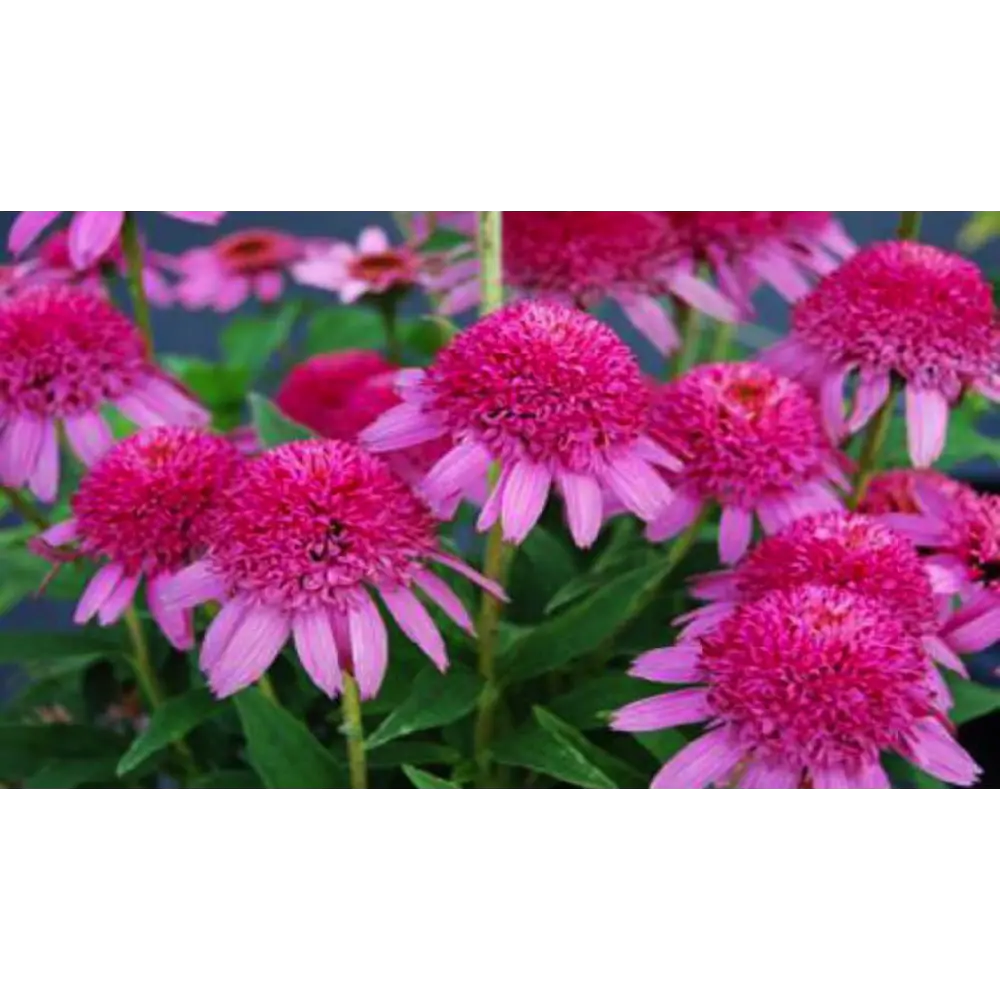 Эхинацея Блэкберри Трюфель 1 шт. 83628536 STLM-2124548 BLOOMING LIFE 