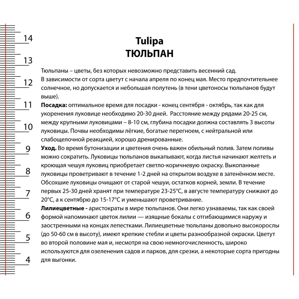 Луковицы тюльпана махрового раннего Фокстрот 10 шт. - разноцветные многолетники 89433467 ПОИСК STLM-1582429 - Вид №1