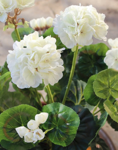 3198 777 a3 Искусственный куст герани, 38 см, белый H-andreas