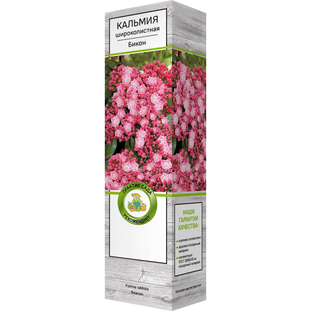 Кальмия широколистная Бикон 82527771 STLM-2002295 Santreyd 