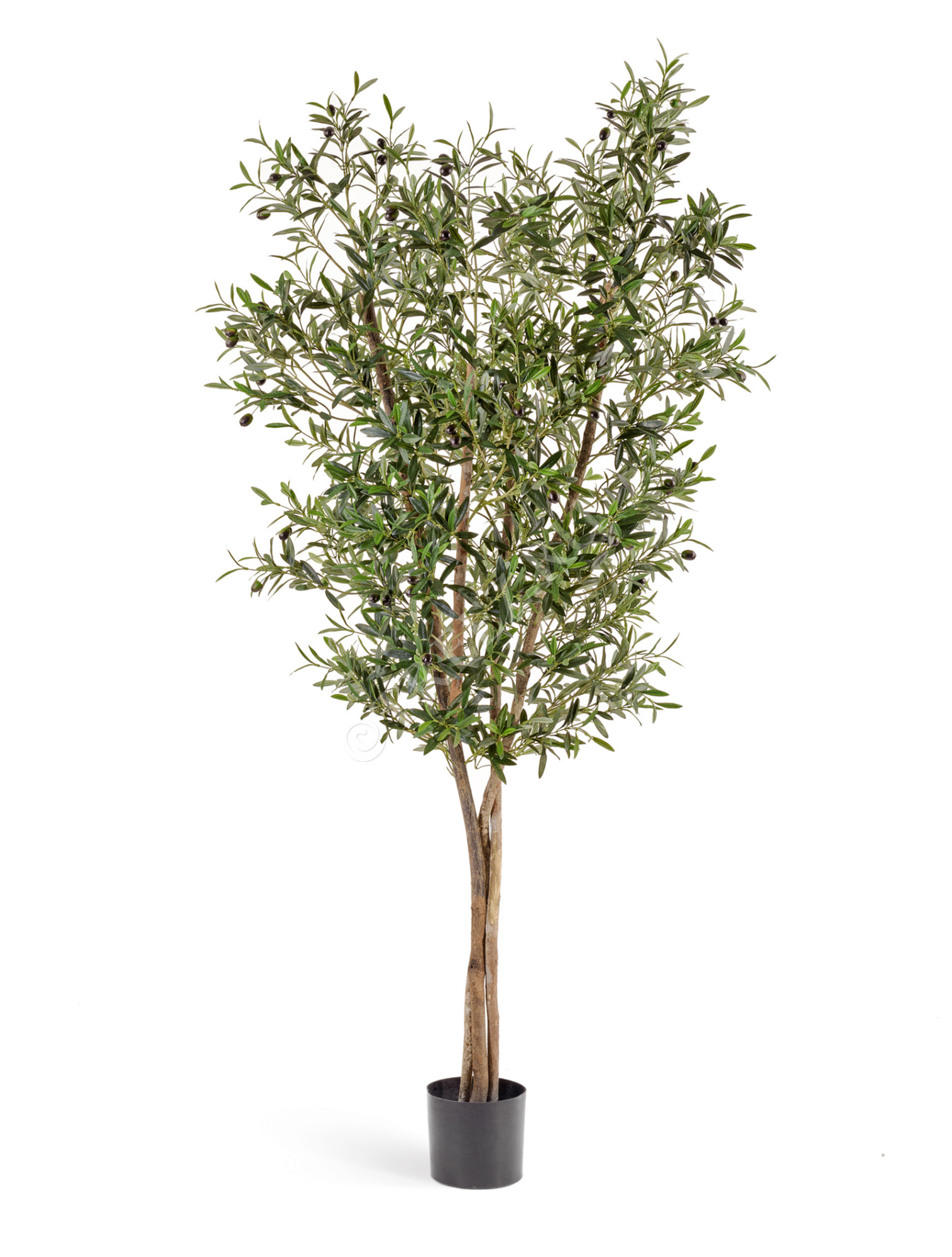 10.28005N Олива Нэйчерел с плодами Цветочная коллекция 