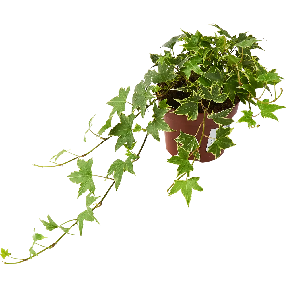 Santreyd Хедера Хеликс микс - вечнозеленый плющ для вертикального озеленения 85324863 STLM-0061475