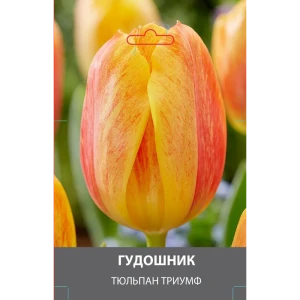 Тюльпан Триумф Гудошник луковицы 10/11 89432963 STLM-2203485