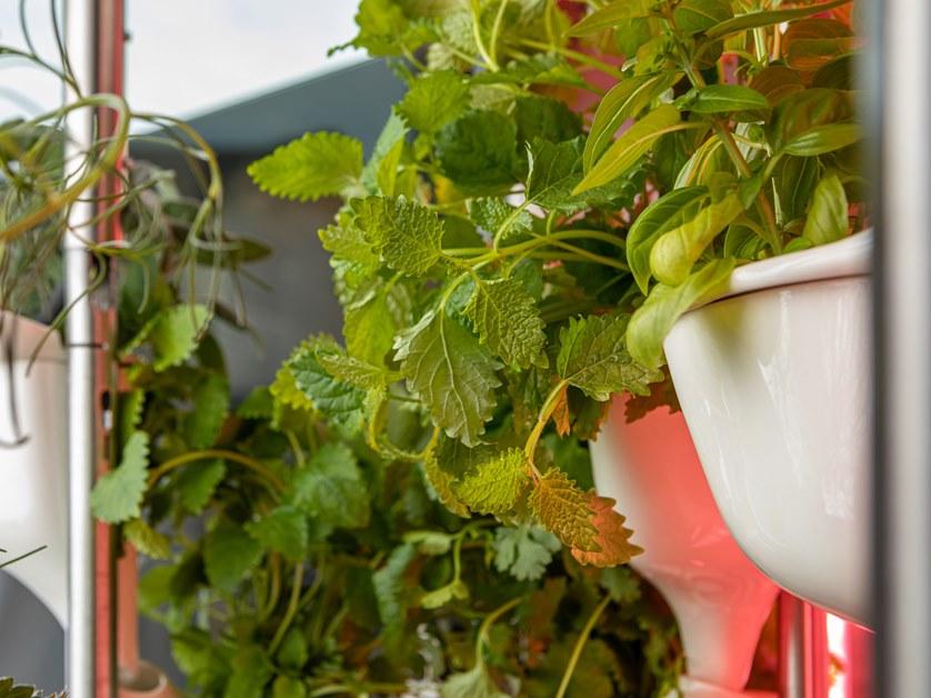 Natufia Отдельно стоящий кухонный модуль для гидропоники sun-id-1432001 - Вид №13