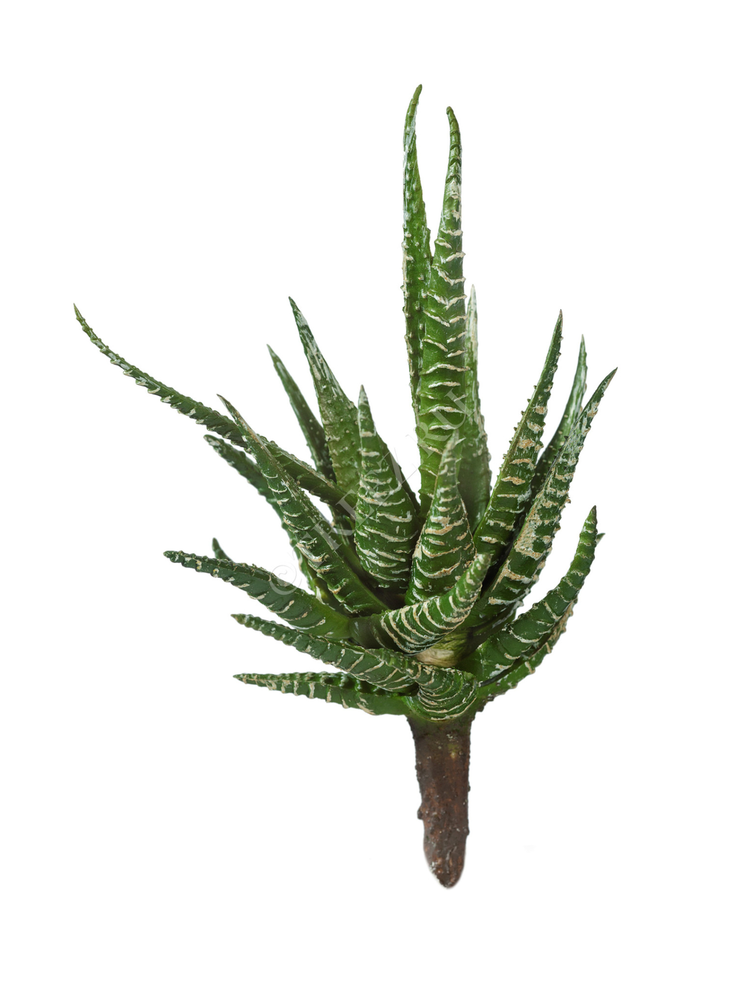 30.0610006GR Мини-суккулент Хавортия Фасциата Цветочная коллекция 