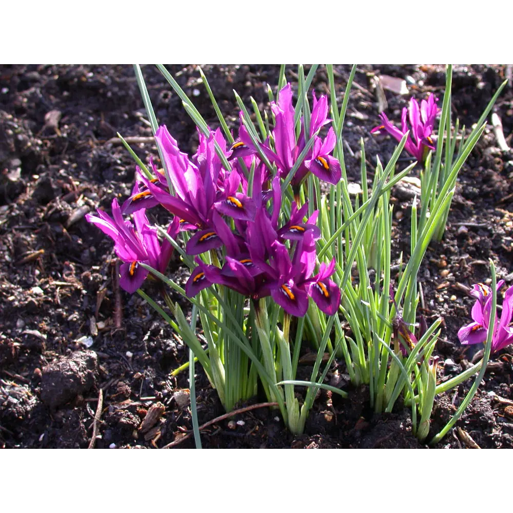 Ирис Geolia «Reticulata JS Dyt» 15045068 STLM-2196232 