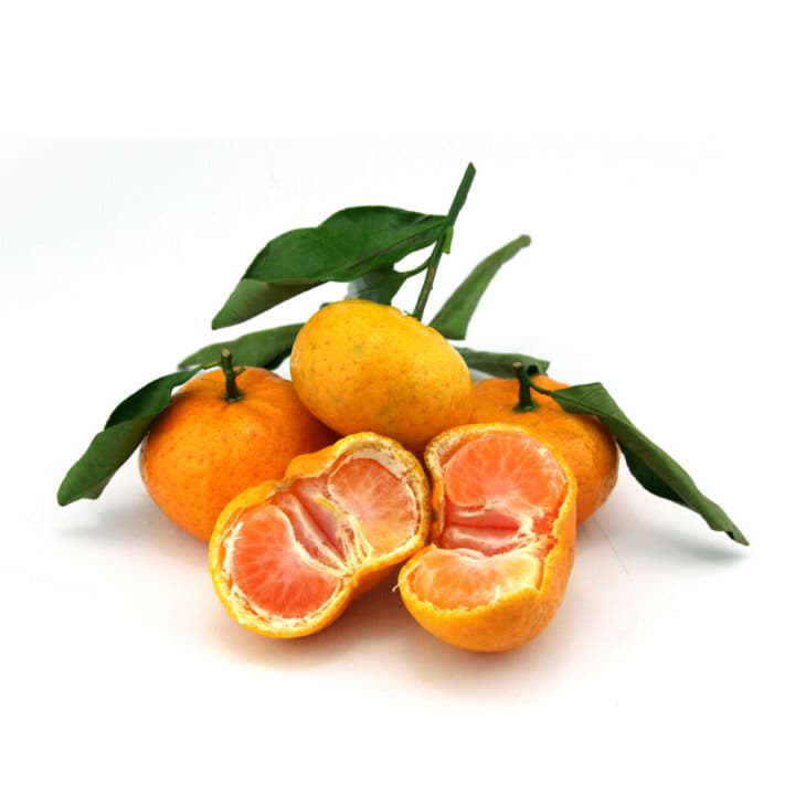 Мандарины сезонные Santreyd 8624 - Вид №1