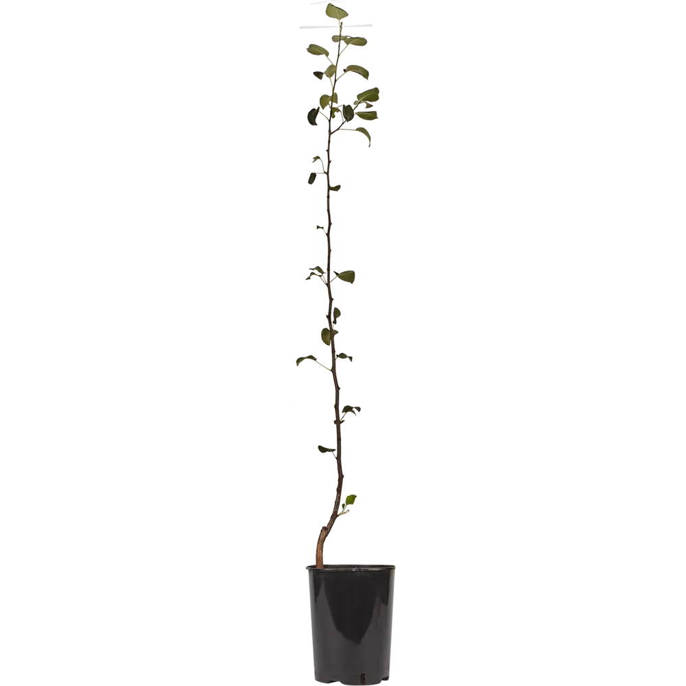 Груша «Лада» C5-7 130-180 см 2 года 82356769 STLM-2032915 PLANTMARKET 