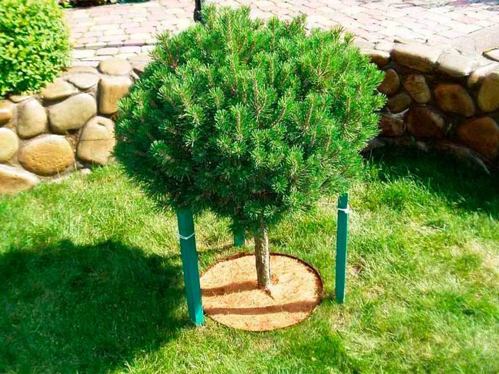 Круг приствольный Мульчаграм 90 см, комплект - 5шт ГеоПластБорд GPBST-246 - Вид №3