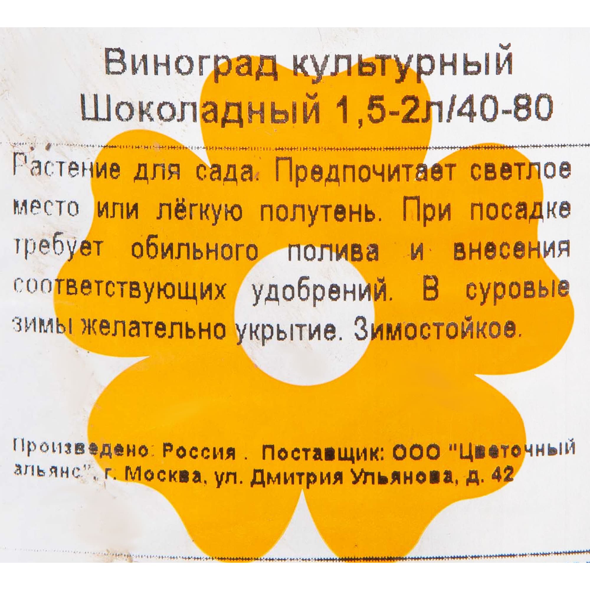 82601696 Виноград культурный «Шоколадный» 1.5-2 л высота 40 см Santreyd  - Вид №1