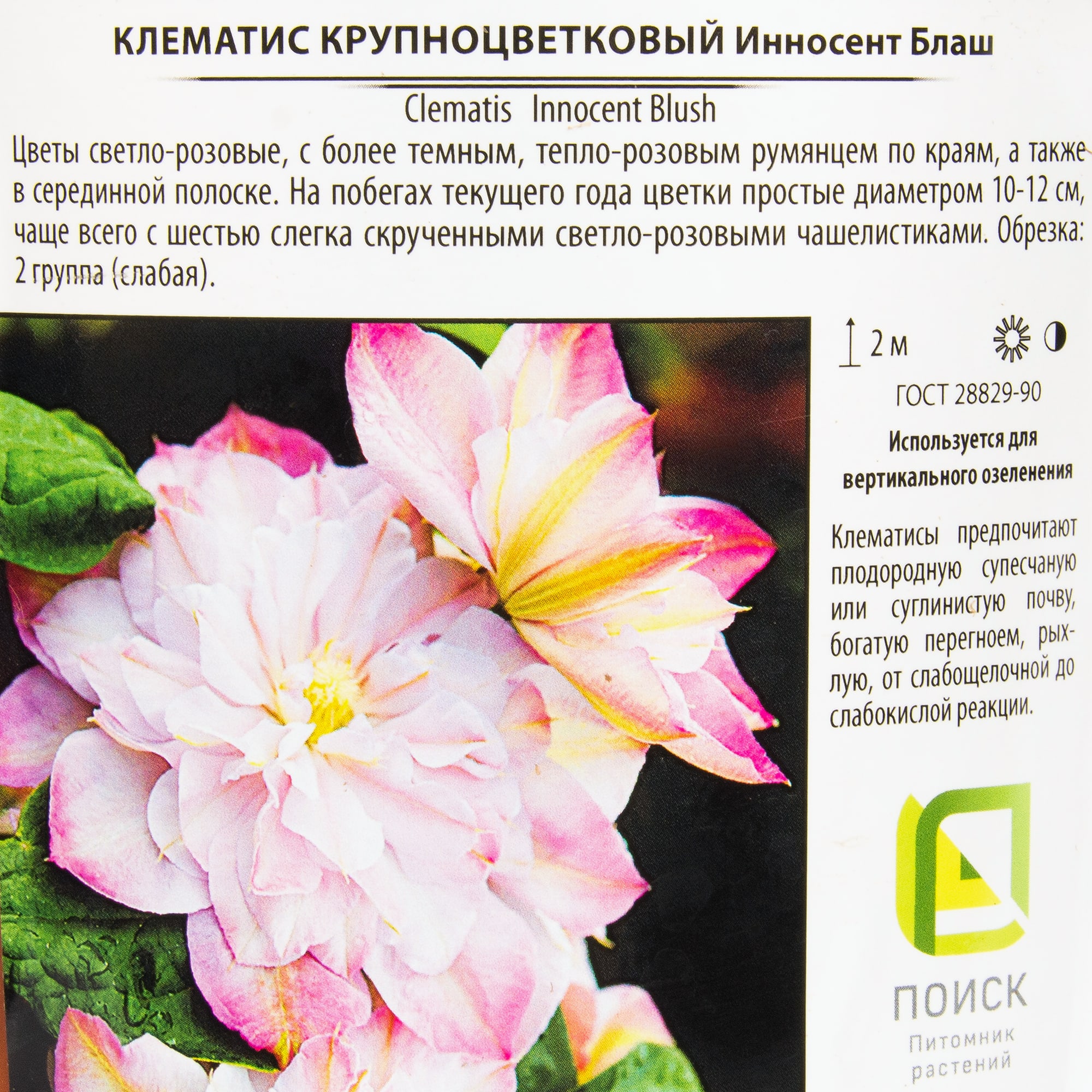 82219456 Клематис крупноцветковый «Инносент Блаш» 2 л h20 см Santreyd  - Вид №1