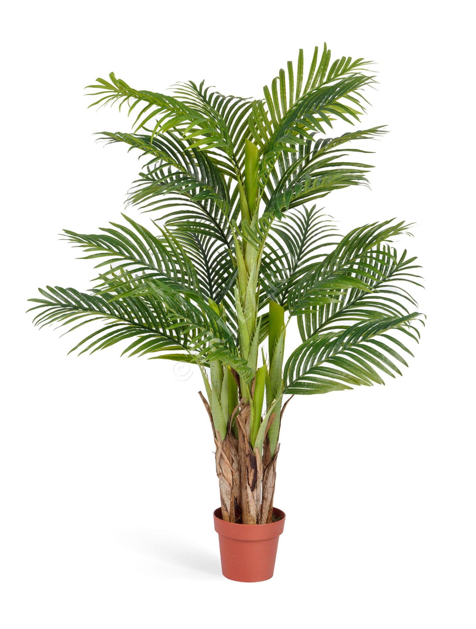 10.071409 Пальма Арека Катеху Цветочная коллекция 