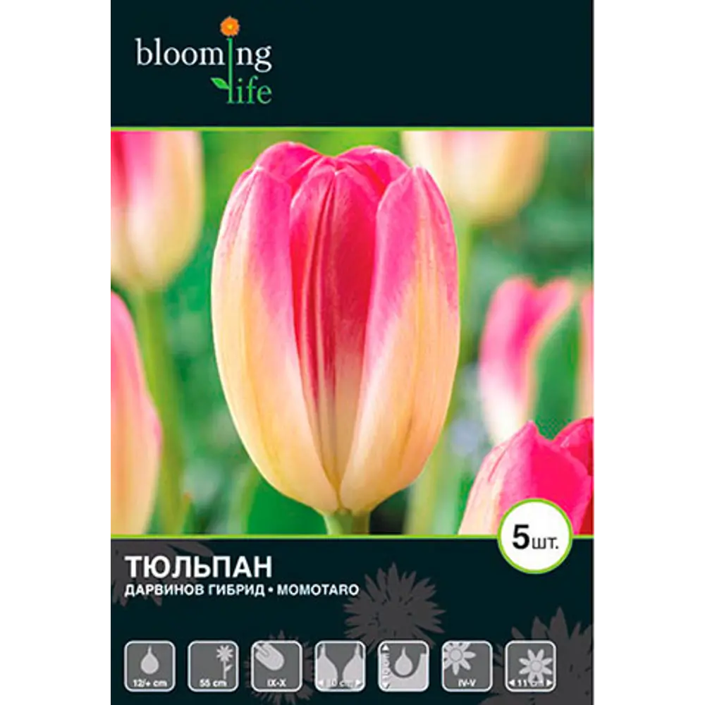 Тюльпан «Момотаро» 16397348 STLM-2003969 Santreyd 