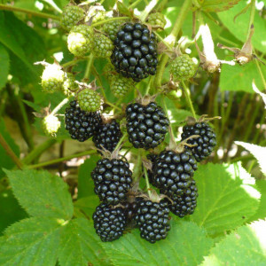 81954916 Ежевика С5 «Агавам» h50 (2 года)