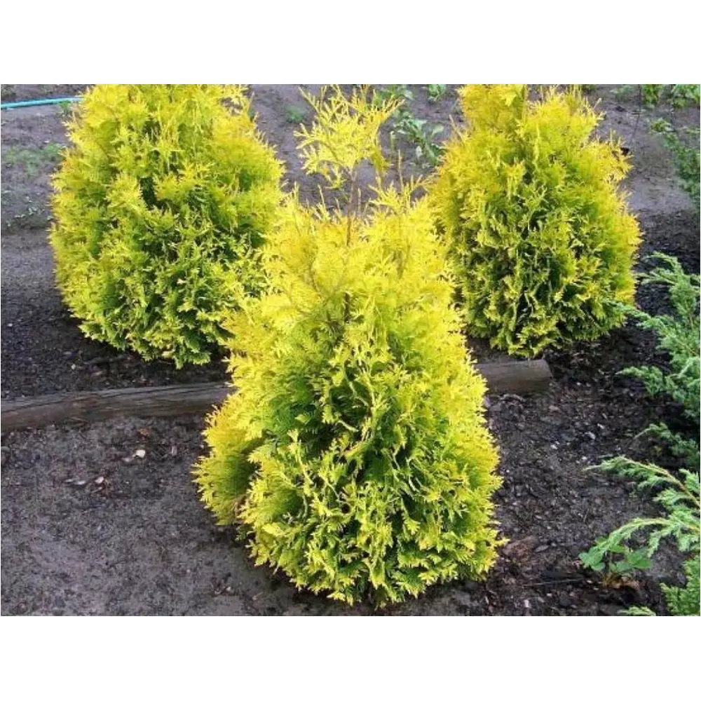Туя западная Салланд h40 см 84872931 STLM-2035090 Santreyd 