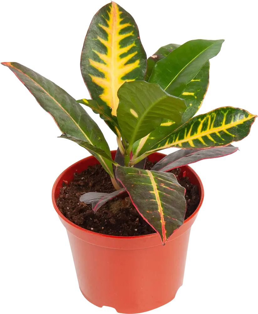 Santreyd Кодиеум - тропическое украшение интерьера 82560394