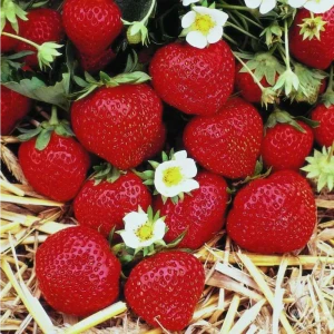Земляника Мара Де Буа ø9 h15 см 84834863 STLM-2137466