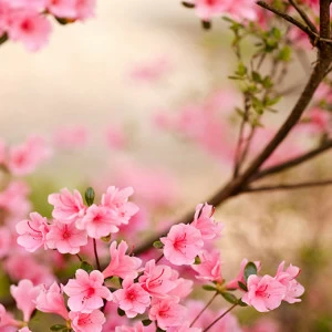 B1-086 Фотообои DIVINO Collection B 2.7х2 м