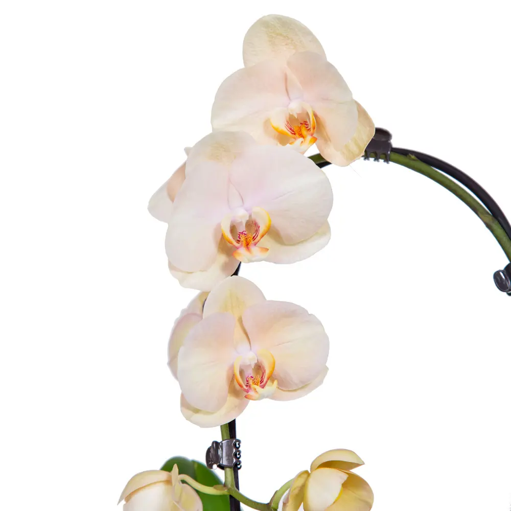 Santreyd Орхидея Фаленопсис Каскад с цветами-бабочками 85324970 STLM-0061532 - Вид №6