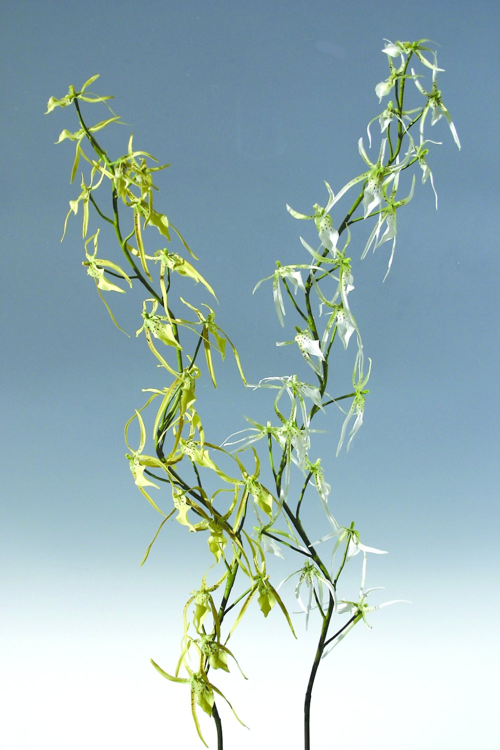 2316 304 a2 Искусственная ветка паучьей орхидеи, 123 см, желто-красная H-andreas  - Вид №2