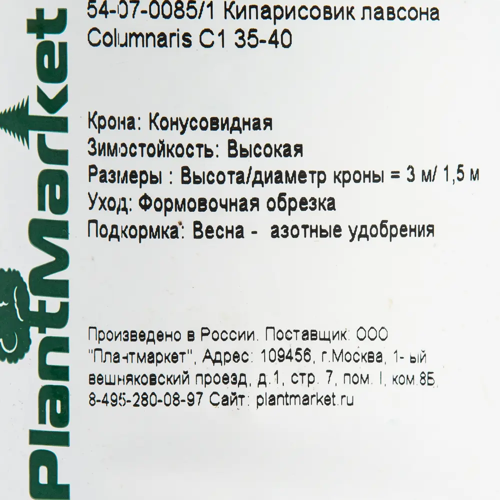Кипарисовик лавсона «Колумнарис» C1 35-40 см 82174065 STLM-2203269 PLANTMARKET  - Вид №1