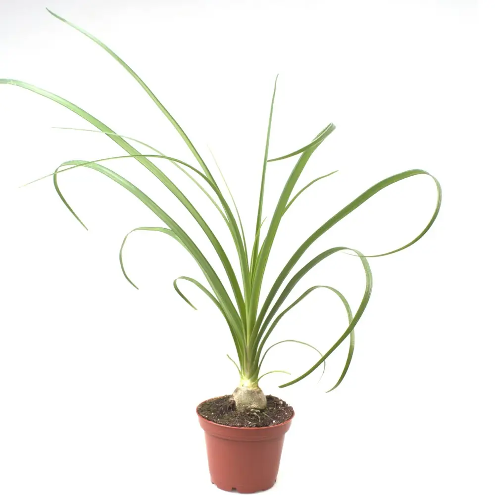 Бокарнея Santreyd ø12 h25 см - комнатное растение с декоративным стволом 89394855 STLM-1501197