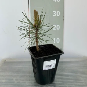 Сосна черная Австрийская Santreyd - элегантный хвойный акцент для сада 89366440